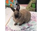 Adopt Cinnabun a Cinnamon / Mixed rabbit in Naples, FL (38165922)