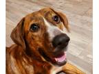 Adopt Phoenix AKA Katlyn - sister of Presley a Brindle - with White Hound