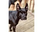 Adopt Lily a Black - with White Terrier (Unknown Type, Medium) / Australian