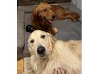 Adopt Boomer and Molly a Golden Retriever / Mixed dog in Brooklyn, NY (38142028)