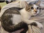 Adopt Derby a White Domestic Shorthair / Mixed (short coat) cat in Knoxville