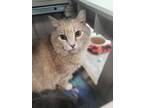 Adopt Amaretto *working Cat* a Domestic Shorthair / Mixed cat in Portsmouth