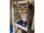 Adopt Marley Sue a Domestic Shorthair / Mixed (short coat) cat in Portsmouth