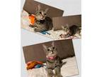 Adopt April a Domestic Shorthair / Mixed cat in Naples, FL (38310305)