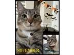 Adopt November a Domestic Shorthair / Mixed cat in Naples, FL (38267566)