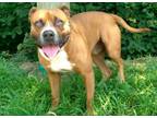 Adopt Rowdy a Boxer