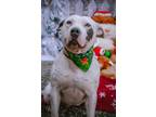 Adopt Blanca a White - with Black Dogo Argentino / American Pit Bull Terrier /