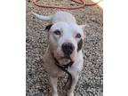 Adopt Blanca a White - with Black Dogo Argentino / American Pit Bull Terrier /