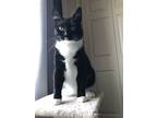 Adopt Lola a Black & White or Tuxedo Domestic Shorthair / Mixed cat in
