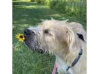 Adopt JJ a Tan/Yellow/Fawn Terrier (Unknown Type, Small) / Mixed dog in Madison
