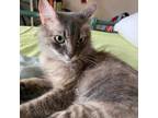 Adopt Iron a Gray or Blue Domestic Mediumhair / Mixed cat in Madison