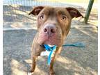 Adopt Makan a Brindle American Staffordshire Terrier / Mixed dog in San Jose