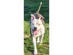 Adopt Diamond a Brindle - with White American Pit Bull Terrier / American