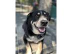 Adopt Bandit a Black Labrador Retriever / Mixed dog in Fairfax, VA (38294342)