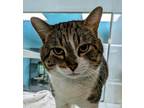 Adopt Reggie a Domestic Short Hair