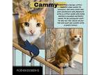 Adopt Cammy (FCID# 03/23/2023 - 12) DC a Orange or Red (Mostly) Domestic