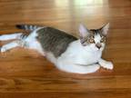 Adopt Savvy a Domestic Shorthair / Mixed (short coat) cat in Hoover
