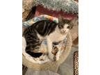 Adopt Junie a Domestic Shorthair / Mixed (short coat) cat in Hoover