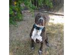 Adopt Azul a Gray/Silver/Salt & Pepper - with Black American Pit Bull Terrier /