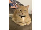 Adopt Victor a Orange or Red Tabby Domestic Shorthair / Mixed (short coat) cat