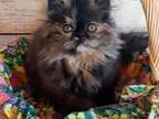 FALLON Persian Tortie Female Kitten CFA Registery
