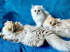 Silver And Golden Persian Kittens CFA