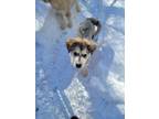 Adopt Robert a German Shepherd Dog, Husky