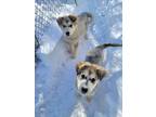 Adopt Clyde a German Shepherd Dog, Husky