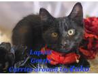 Adopt Zuko a Domestic Longhair / Mixed (long coat) cat in Aurora, CO (38221857)