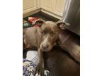 Adopt Blue a Gray/Silver/Salt & Pepper - with White American Pit Bull Terrier /