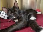 Adopt Bowser a Domestic Shorthair / Mixed (short coat) cat in Vineland