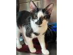 Adopt Mario a Domestic Shorthair / Mixed (short coat) cat in Vineland