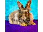 Adopt Pepper a Lionhead, Angora Rabbit