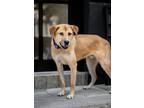 Adopt Gomsoon a Jindo / Labrador Retriever dog in LONG ISLAND CITY