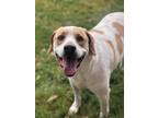 Adopt Odin a White - with Brown or Chocolate Pointer / Labrador Retriever /