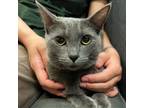 Adopt Katrina a Gray or Blue American Shorthair / Mixed cat in San Jose