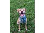 Adopt Murray a Tan/Yellow/Fawn - with White American Pit Bull Terrier / American