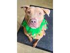 Adopt Farah a American Staffordshire Terrier / Mixed dog in Tulare
