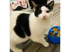 Adopt Calvin a Domestic Shorthair / Mixed (short coat) cat in LaBelle