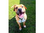 Adopt Fitz a American Staffordshire Terrier / Mixed dog in Tulare, CA (38151795)