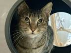 Adopt Valerie a Gray or Blue Domestic Shorthair / Domestic Shorthair / Mixed cat