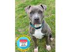 Adopt 2303-0392 Marco (Off Site Foster) a Brindle Pit Bull Terrier / Mixed dog