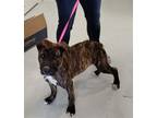 Adopt Romer a Brindle Boxer / Labrador Retriever / Mixed dog in Mt.