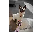 Adopt Mayumi a White Akita / Mixed dog in New Orleans, LA (38241982)