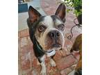 Adopt Emperor a Black - with White Boston Terrier / Mixed dog in Huntington