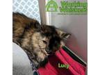 Adopt Lucy a Brown or Chocolate Domestic Longhair / Domestic Shorthair / Mixed