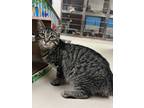 Adopt Spicy TCR28 5-25-23 a Gray or Blue Domestic Shorthair / Domestic Shorthair