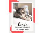 Adopt Tonya a Gray or Blue Domestic Shorthair / Domestic Shorthair / Mixed cat