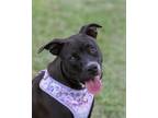 Adopt Gracie Hanson a Black - with White Mixed Breed (Medium) / Mixed dog in