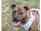 Adopt Frankie a Brindle - with White Mixed Breed (Medium) / Mixed dog in